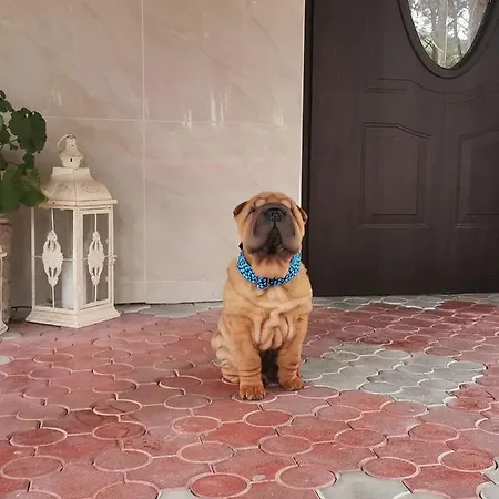 Habitación en casa particular Dzafar