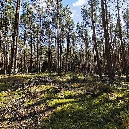 Dzafar Pogorzelica (Gmina Rewal)