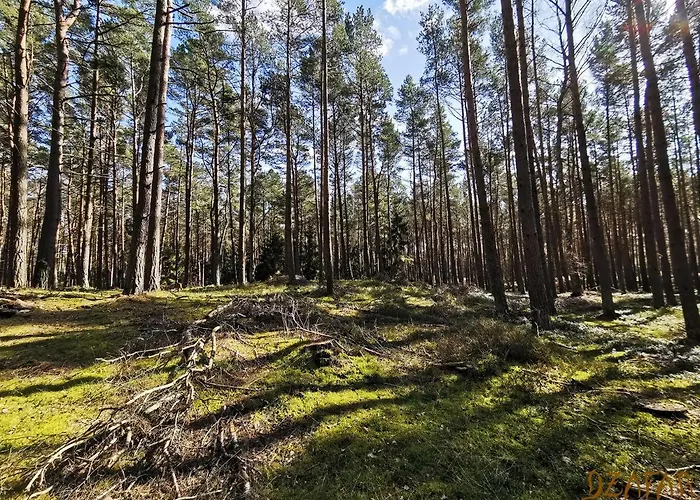 Dzafar Pogorzelica (Gmina Rewal)