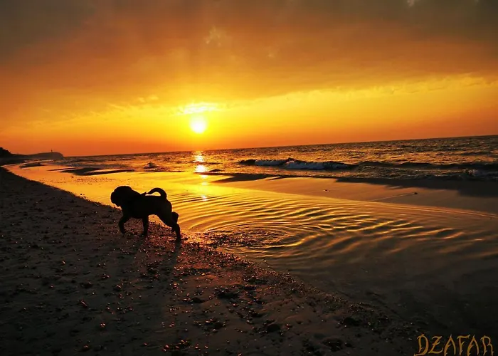 Dzafar * Pogorzelica (Gmina Rewal)